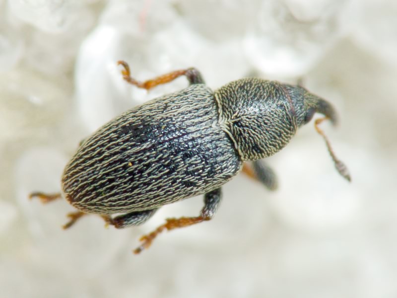 Tychius picirostris (Fabricius, 1787)